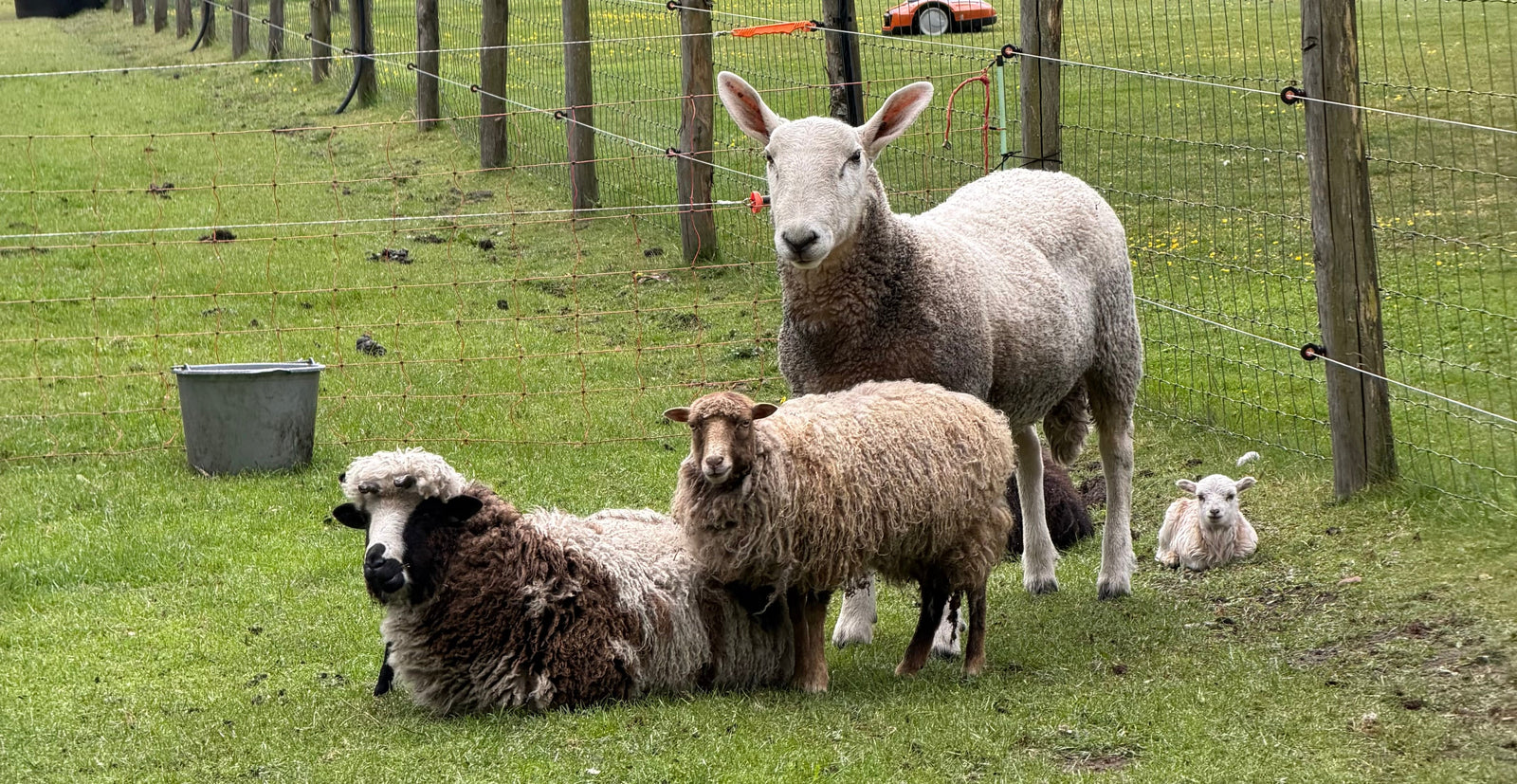 3 volwassen schapen van 3 verschillende rassen, de grootste en de kleinste samen met een lammetje