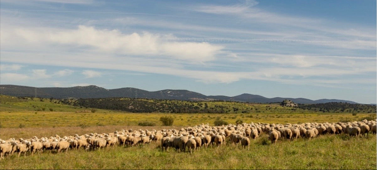 Kudde Spaanse schapen in de open velden met de bergen op de achtergrond